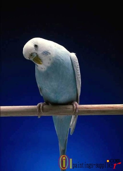 Parrot