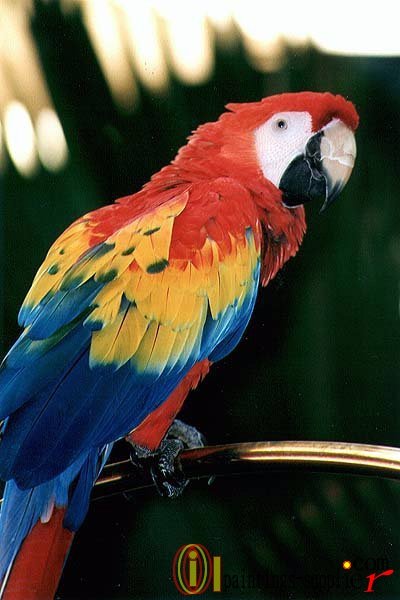 Parrot